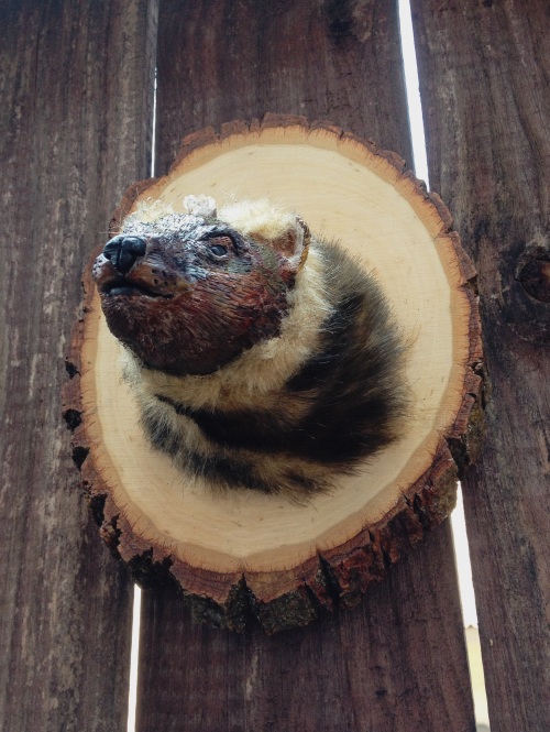 Pacific Fisher Faux Taxidermy Mount